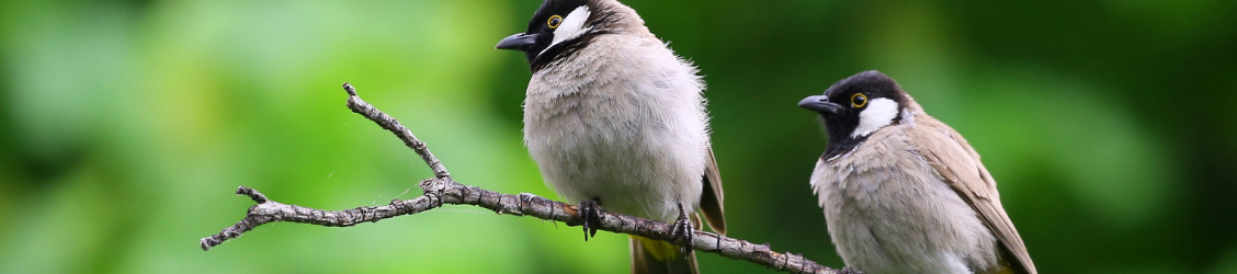 Two gray birds sitting on a branch