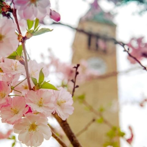 Cornell clock tower in the spring